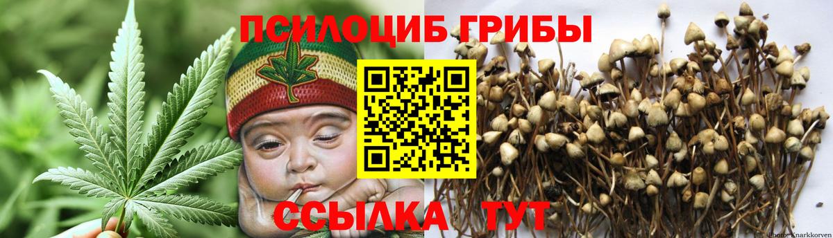 Псилоцибиновые грибы Psilocybine cubensis Буйнакск